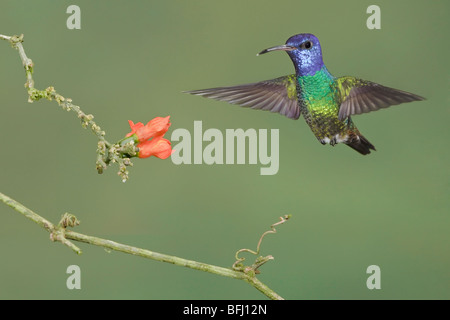 Golden-tailed Saphir (Chrysuronia Oinone) Fütterung auf eine Blume während des Fluges bei der Wildsumaco Reserve im Osten Ecuadors. Stockfoto