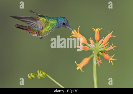 Golden-tailed Saphir (Chrysuronia Oinone) Fütterung auf eine Blume während des Fluges bei der Wildsumaco Reserve im Osten Ecuadors. Stockfoto