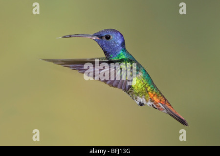 Golden-tailed Saphir (Chrysuronia Oinone) Fütterung auf eine Blume während des Fluges bei der Wildsumaco Reserve im Osten Ecuadors. Stockfoto