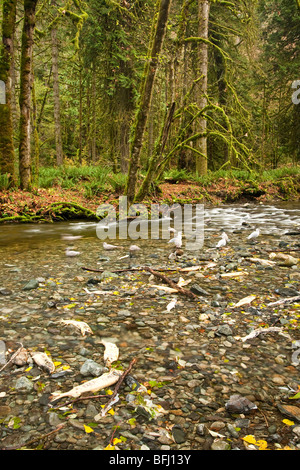 Lachs laufen im Goldstream Park. Vancouver Island, BC, Kanada Stockfoto