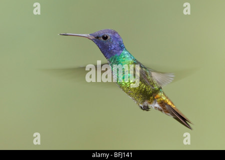 Golden-tailed Saphir (Chrysuronia Oinone) Fütterung auf eine Blume während des Fluges bei der Wildsumaco Reserve im Osten Ecuadors. Stockfoto