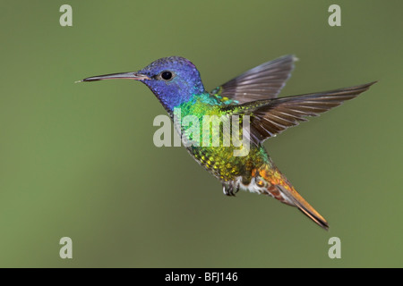 Golden-tailed Saphir (Chrysuronia Oinone) Fütterung auf eine Blume während des Fluges bei der Wildsumaco Reserve im Osten Ecuadors. Stockfoto