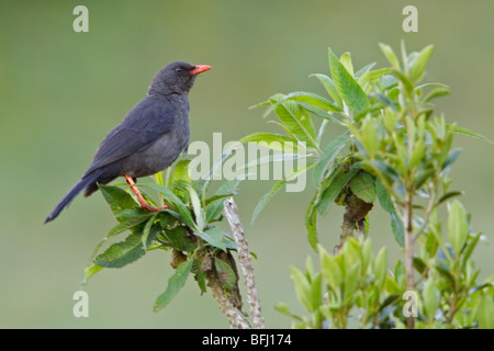 Große Drossel (Turdus Fuscater) thront auf einem Ast an der Yanacocha Reserve im zentralen Ecuador. Stockfoto