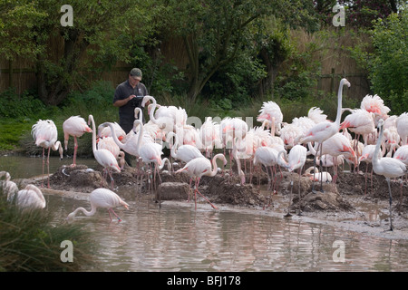 Rosaflamingos (Phoenicopterus Ruber). Forscher unter Brutkolonie, Federwild und Feuchtgebiete Trust, Slimbridge, Glos. Stockfoto