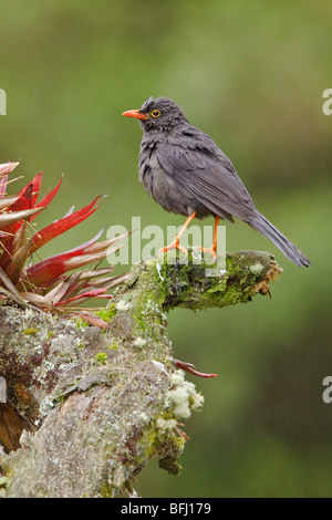 Große Drossel (Turdus Fuscater) thront auf einem Ast in der Nähe von Papallacta Pass im Hochland von Zentral Ecuador. Stockfoto