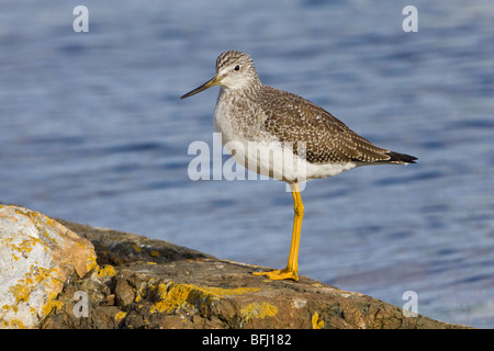 Größere Yellowlegs (Tringa Melanoleuca) thront auf einem Felsen in Victoria, BC, Kanada. Stockfoto