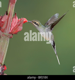 Grün Einsiedler (Phaethornis Kerl) Fütterung auf eine Blume während des Fluges bei der Wildsumaco Reserve im Osten Ecuadors. Stockfoto