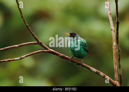 Grüne Kleidervogel (Chlorophanes Spiza) thront auf einem Ast im Milpe Reservat im Nordwesten Ecuadors. Stockfoto