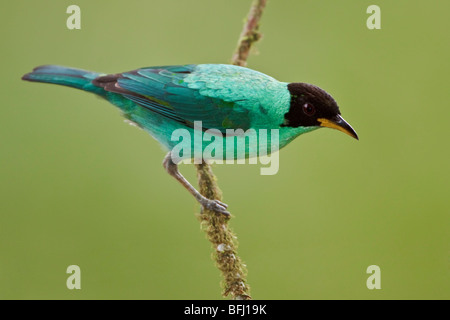 Grüne Kleidervogel (Chlorophanes Spiza) thront auf einem Ast im Buenaventura Lodge in Südwest-Ecuador. Stockfoto