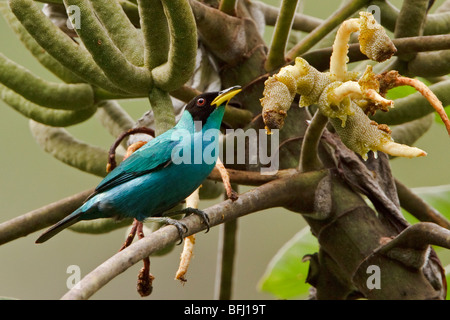 Grüne Kleidervogel (Chlorophanes Spiza) thront auf einem Ast in der Nähe von Podocarpus Nationalpark im Südosten Ecuadors. Stockfoto