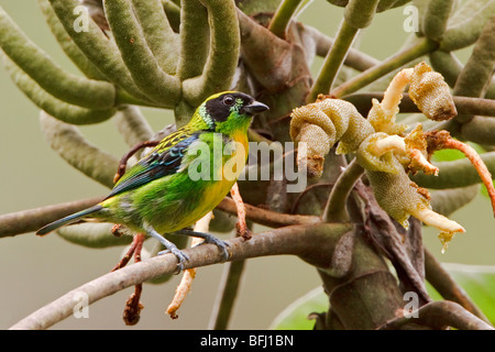 Grün und Gold Tanager (Tangara Schrankii) thront auf einem Ast in der Nähe von Podocarpus Nationalpark im Südosten Ecuadors. Stockfoto