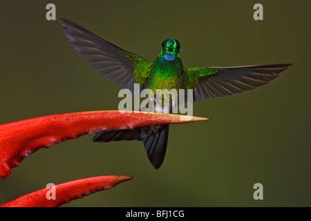 Grün-gekrönter brillant (Heliodoxa Jacula) Fütterung auf eine Blume während des Fluges im Milpe Reservat im Nordwesten Ecuadors. Stockfoto