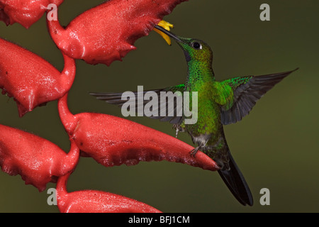 Grün-gekrönter brillant (Heliodoxa Jacula) Fütterung auf eine Blume während des Fluges im Milpe Reservat im Nordwesten Ecuadors. Stockfoto