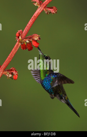 Grün-gekrönte Woodnymph (Thalurania Fannyi) Fütterung auf eine Blume während des Fluges im Milpe Reservat im Nordwesten Ecuadors. Stockfoto