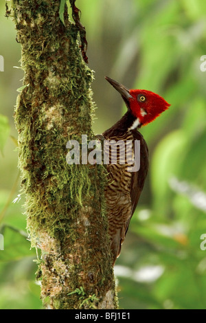 Guayaquil Specht (Campephilus Gayaquilensis) thront auf einem Ast im Milpe Reservat im Nordwesten Ecuadors. Stockfoto