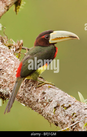 Elfenbein-billed Aracari (Pteroglossus Azara) thront auf einem Ast in der Nähe des Flusses Napo im Amazonasgebiet Ecuadors. Stockfoto