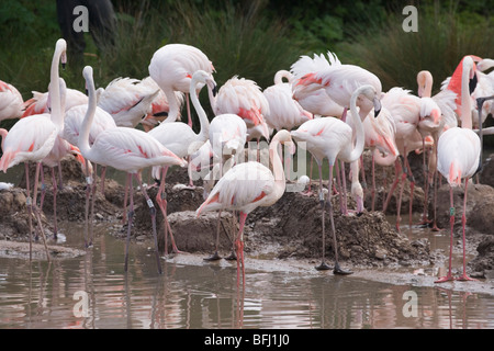 Rosaflamingos (Phoencopterus Ruber Ruber) Zucht Kolonie der Widfowl und Feuchtgebiete Vertrauen, Slimbridge, Gloucestershire. Stockfoto