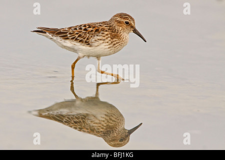 Wenigsten Strandläufer (Calidris Minutilla) Fütterung im Wattenmeer an der Küste Ecuadors. Stockfoto