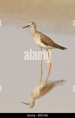 Geringerer Yellowlegs (Tringa Flavipes) Fütterung im Wattenmeer an der Küste Ecuadors. Stockfoto