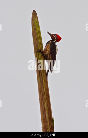 Lineated Specht (Dryocopus Lineatus) thront auf einem Ast im Nordwesten Ecuadors. Stockfoto