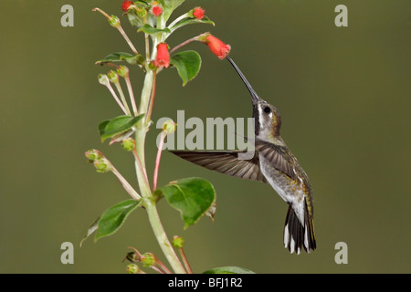 Lange-billed Starthroat (Heliomaster Longirostris) Fütterung auf eine Blume während des Fluges in der Bueneventura Lodge in Südwest-Ecuador. Stockfoto