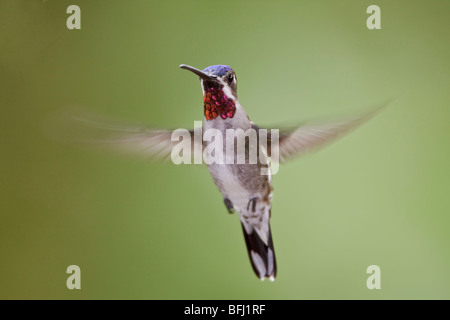 Lange-billed Starthroat (Heliomaster Longirostris) Fütterung auf eine Blume während des Fluges in der Bueneventura Lodge in Südwest-Ecuador. Stockfoto