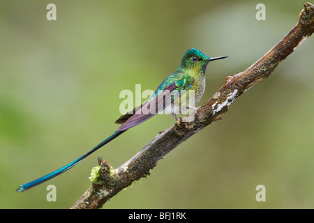 Long-tailed Sylph (Aglaiocercus Kingi) thront auf einem Ast in der Nähe von Papallacta Pass im Hochland von Zentral Ecuador. Stockfoto