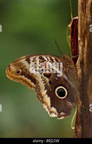 Eine Eule Motte thront auf einem Ast im Milpe Reservat im Nordwesten Ecuadors. Stockfoto