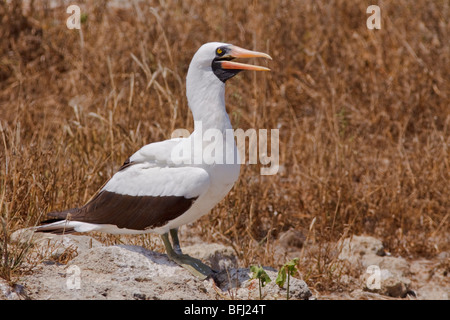 Nazca Booby (Sula Granti) thront auf einem Nistplatz auf Isla De La Plata in Ecuador. Stockfoto