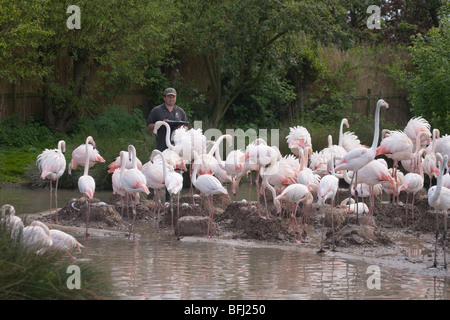 Rosaflamingos (Phoenicopterus Ruber). Forscher unter Zucht Kolonie Wildfowl and Wetlands Trust, Slimbridge, Gloucester Stockfoto