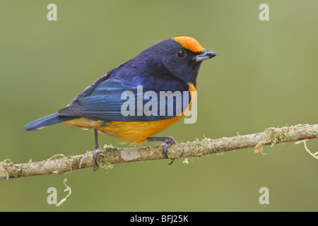 Orange-bellied Euphonia (Euphonia Xanthogaster) thront auf einem Ast in Mindo Loma-Reservat im Nordwesten Ecuadors. Stockfoto