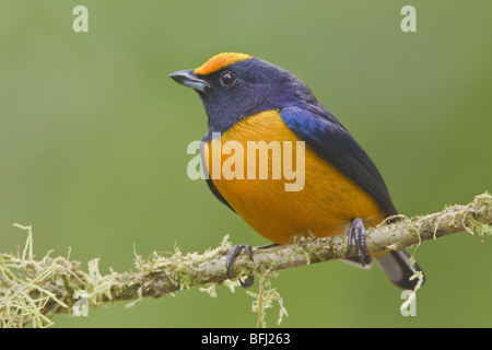 Orange-bellied Euphonia (Euphonia Xanthogaster) thront auf einem Ast in Mindo Loma-Reservat im Nordwesten Ecuadors. Stockfoto