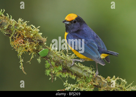 Orange-bellied Euphonia (Euphonia Xanthogaster) thront auf einem Ast in Mindo Loma-Reservat im Nordwesten Ecuadors. Stockfoto