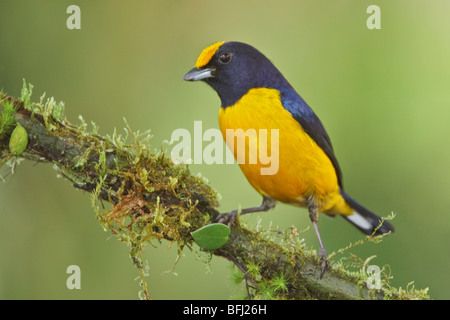 Orange-bellied Euphonia (Euphonia Xanthogaster) thront auf einem Ast in Mindo Loma-Reservat im Nordwesten Ecuadors. Stockfoto