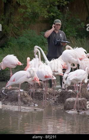 Rosaflamingos (Phoenicopterus Ruber Ruber). Forscher unter Brutkolonie. Vertrauen der Wilfowl und Feuchtgebiete, Slimbridge. Stockfoto