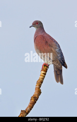 Blass-entlüftet Taube (Columba Cayennensis) thront auf einem Ast in der Nähe des Flusses Napo im Amazonasgebiet Ecuadors. Stockfoto