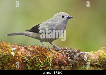 Palm Tanager (Thraupis Palmarum) thront auf einem Ast in Mindo Loma-Reservat im Nordwesten Ecuadors. Stockfoto