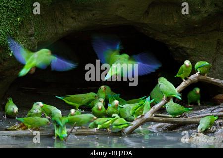 Kobalt-winged Sittich (Brotogeris Cyanoptera) thront in der Nähe eine Salzlecke entlang des Flusses Napo im Amazonasgebiet Ecuadors. Stockfoto