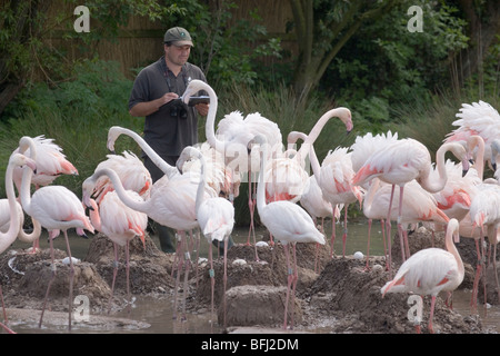 Rosaflamingos (Phoenicopterus Ruber). Rearcher unter Brutkolonie, Federwild und Feuchtgebiete Trust, Slimbridge, Glos. Stockfoto