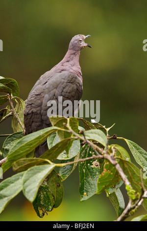 Eine Plumbeous Taube (Columba Plumbea) thront auf einem Ast in Tandayapa Tal von Ecuador. Stockfoto