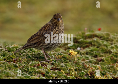 thront auf Paramo Vegetation im Hochland von Ecuador. Stockfoto