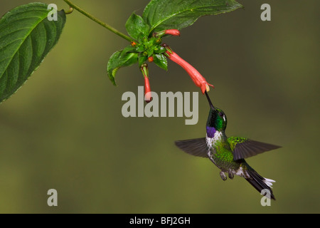 Ein lila-einem Weißspitzen (Urosticte Benjamini) Fütterung auf eine Blume während des Fluges in Tandayapa Tal von Ecuador. Stockfoto