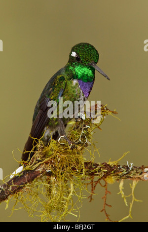 Ein lila-einem Weißspitzen (Urosticte Benjamini) Fütterung auf eine Blume während des Fluges in Tandayapa Tal von Ecuador. Stockfoto