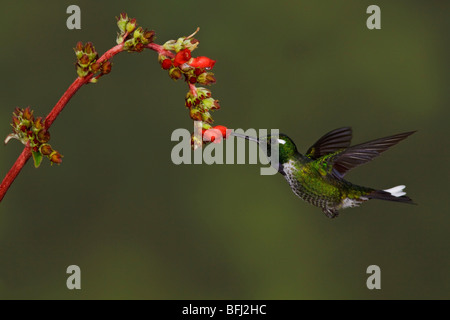 Ein lila-einem Weißspitzen (Urosticte Benjamini) Fütterung auf eine Blume während des Fluges in Tandayapa Tal von Ecuador. Stockfoto