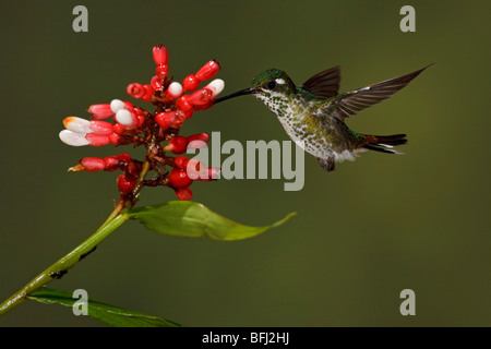 Ein lila-einem Weißspitzen (Urosticte Benjamini) Fütterung auf eine Blume während des Fluges in Tandayapa Tal von Ecuador. Stockfoto