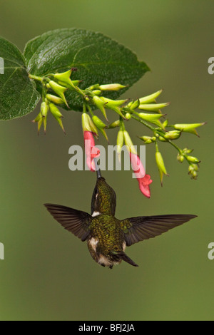 Ein Woodstar lila-throated Kolibri (Calliphlox Mitchellii) fliegen und Fütterung eine Blume im Tandayapa Tal in Ecuador Stockfoto