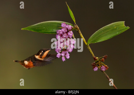 Lila-throated Woodstar Kolibri (Calliphlox Mitchellii) Fütterung auf eine Blume während des Fluges in Tandayapa Tal von Ecuador Stockfoto