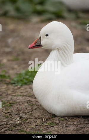 Ross es Gans (Anser Rossii). Stockfoto