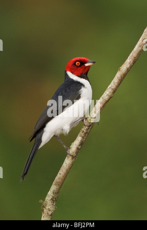 Rot-capped Kardinal (Paroaria Gularis) thront auf einem Ast in der Nähe des Flusses Napo im Amazonasgebiet Ecuadors. Stockfoto