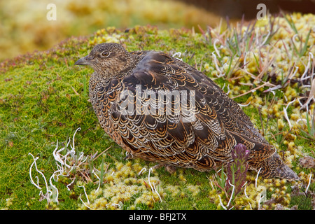 Rufous-bellied Seedsnipe (Attagis Gayi) thront auf Paramo Vegetation im Hochland von Ecuador. Stockfoto